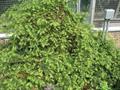 Florida yew